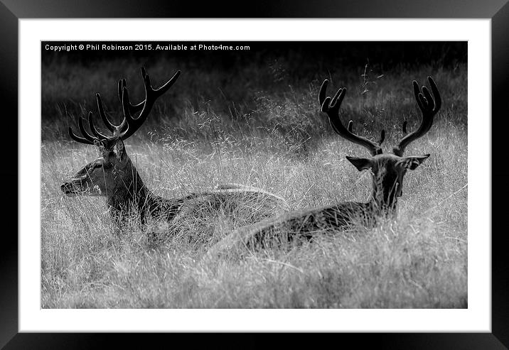  Deer enjoying the sun  Framed Mounted Print by Phil Robinson