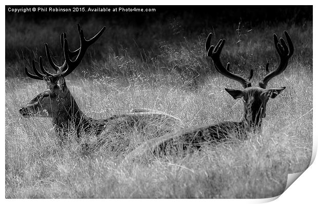  Deer enjoying the sun  Print by Phil Robinson