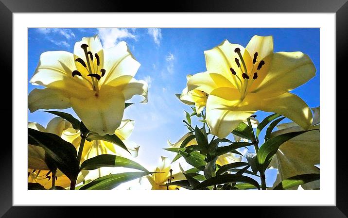  Lily's reaching for the sky Framed Mounted Print by Sue Bottomley