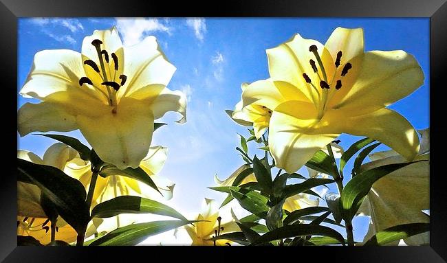  Lily's reaching for the sky Framed Print by Sue Bottomley