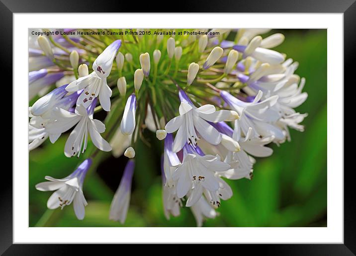 Agapanthus orientalis, Queen Mum Framed Mounted Print by Louise Heusinkveld