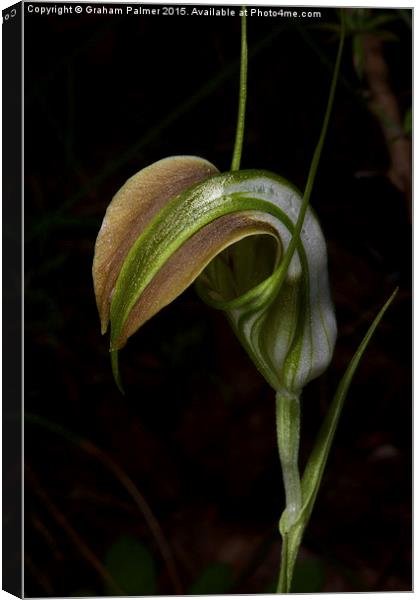 Early Cobra Orchid Canvas Print by Graham Palmer
