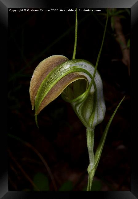 Early Cobra Orchid Framed Print by Graham Palmer