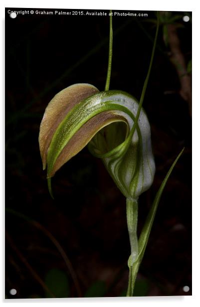 Early Cobra Orchid Acrylic by Graham Palmer