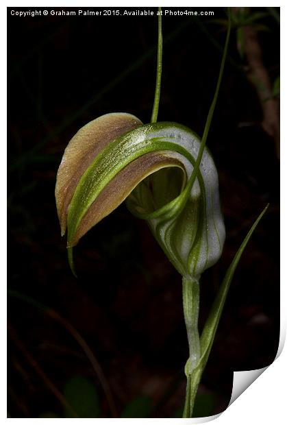 Early Cobra Orchid Print by Graham Palmer