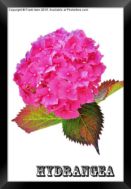 Beautiful Hydrangea in all its glory Framed Print by Frank Irwin