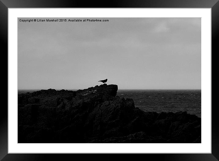 Single bird on the rocks.  Framed Mounted Print by Lilian Marshall