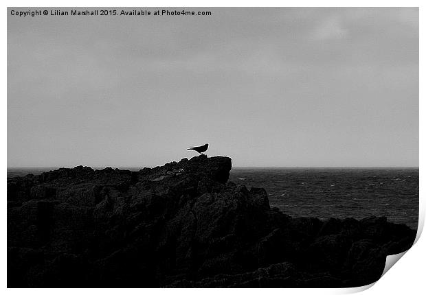 Single bird on the rocks.  Print by Lilian Marshall