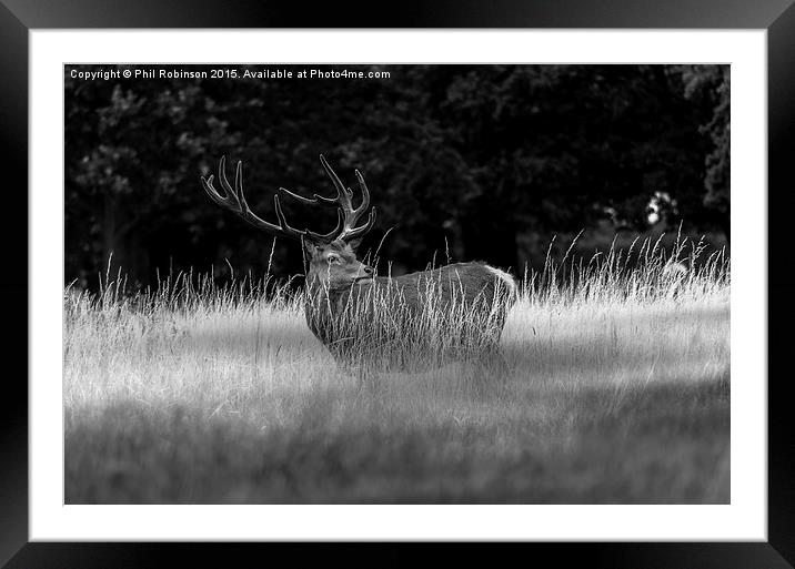  Deer enjoying the weather Framed Mounted Print by Phil Robinson