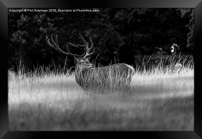  Deer enjoying the weather Framed Print by Phil Robinson