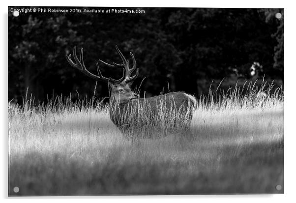  Deer enjoying the weather Acrylic by Phil Robinson