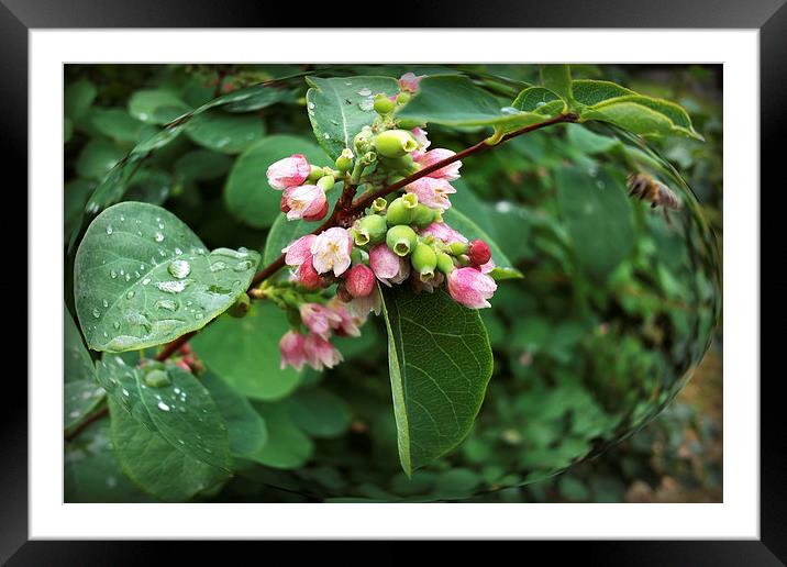  rain drops Framed Mounted Print by Marinela Feier