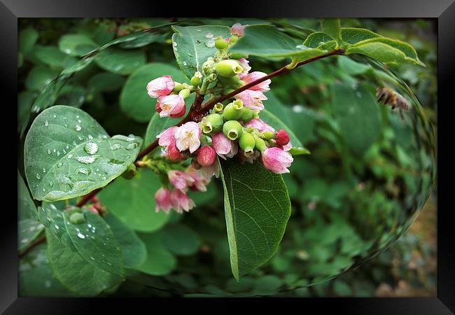  rain drops Framed Print by Marinela Feier