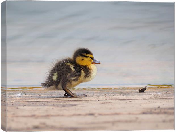 Duckling Canvas Print by Victor Burnside