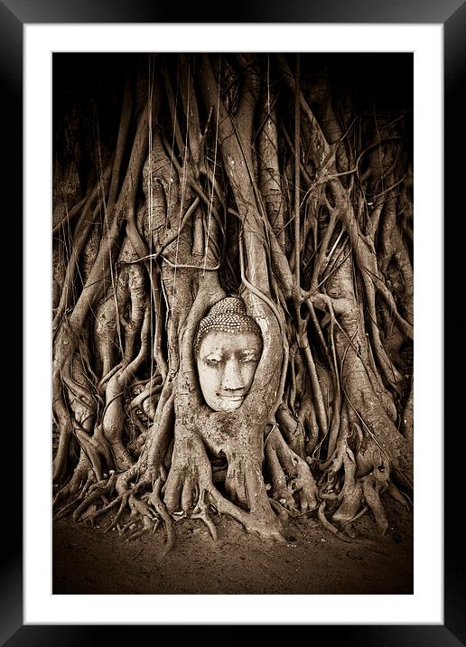 Buddha head in a Banyan Tree in Ayutthaya, Thailan Framed Mounted Print by Julian Bound