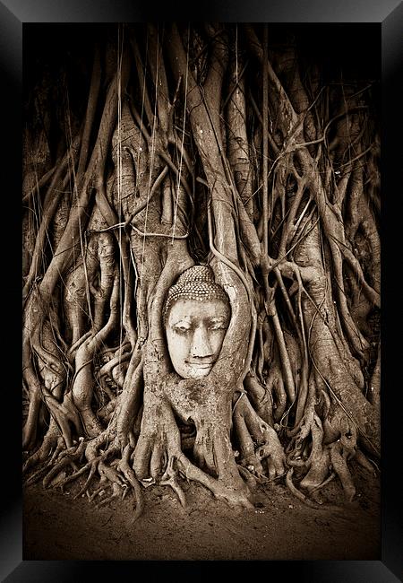Buddha head in a Banyan Tree in Ayutthaya, Thailan Framed Print by Julian Bound