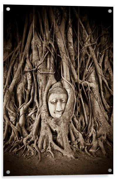 Buddha head in a Banyan Tree in Ayutthaya, Thailan Acrylic by Julian Bound