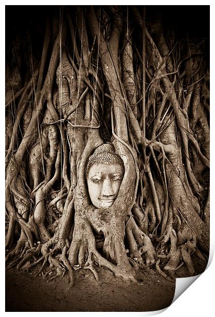 Buddha head in a Banyan Tree in Ayutthaya, Thailan Print by Julian Bound