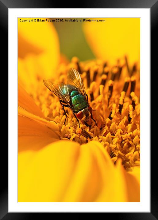  Sunflower and the fly Framed Mounted Print by Brian Fagan