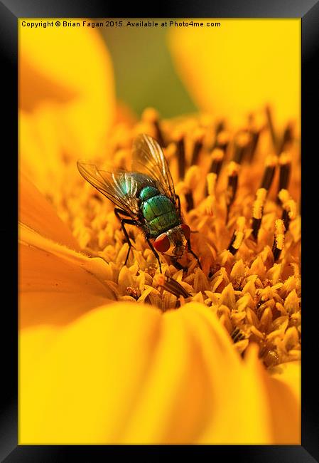  Sunflower and the fly Framed Print by Brian Fagan