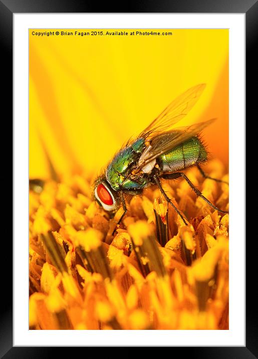  Sunflower and the fly Framed Mounted Print by Brian Fagan