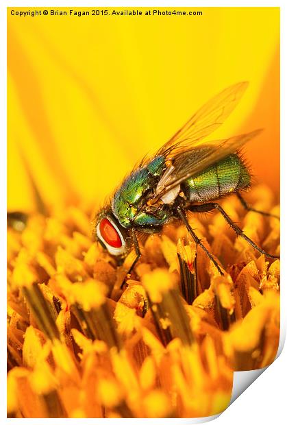  Sunflower and the fly Print by Brian Fagan