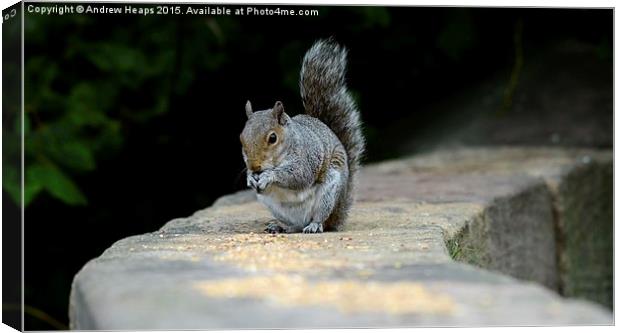  Feeding squirrel on wall Canvas Print by Andrew Heaps
