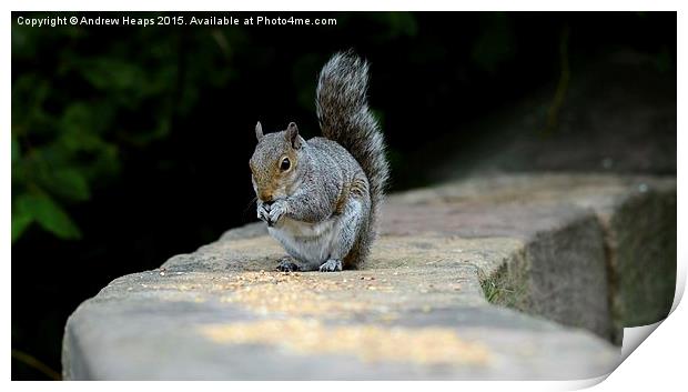  Feeding squirrel on wall Print by Andrew Heaps