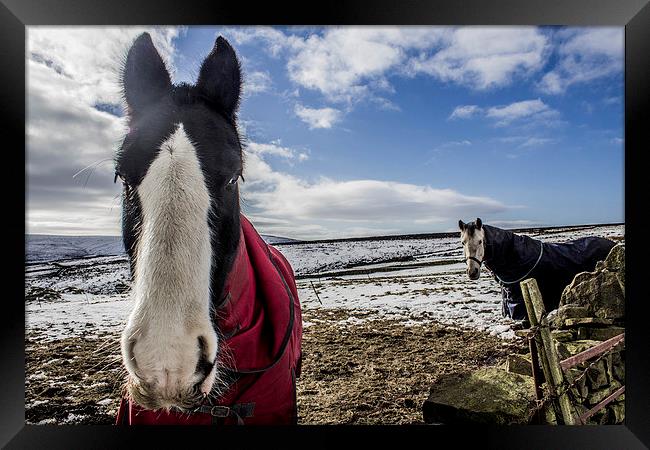  What you looking at? Framed Print by Jonathan Wragg