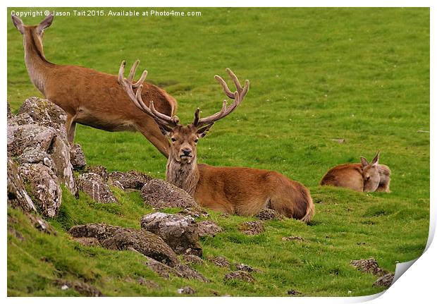 Oh Deer Print by Jason Tait