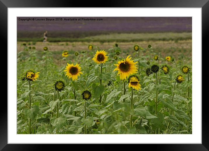  Sunflower Field Framed Mounted Print by Lauren Boyce