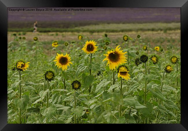  Sunflower Field Framed Print by Lauren Boyce