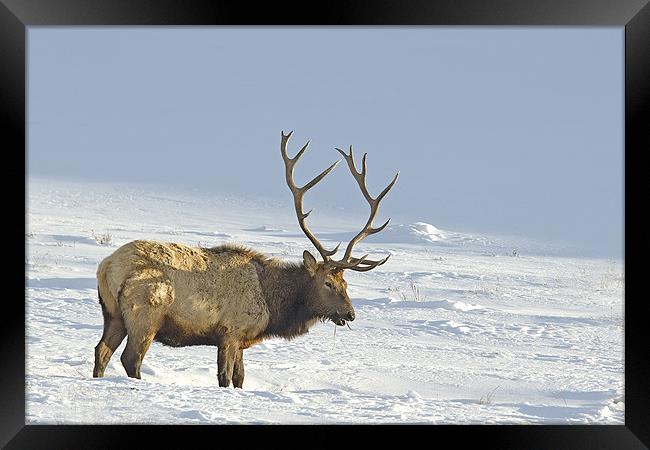 Bull Elk In Snow Framed Print by Gary Beeler