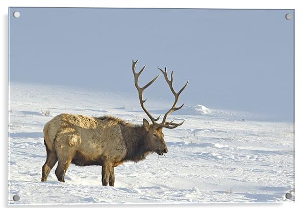 Bull Elk In Snow Acrylic by Gary Beeler