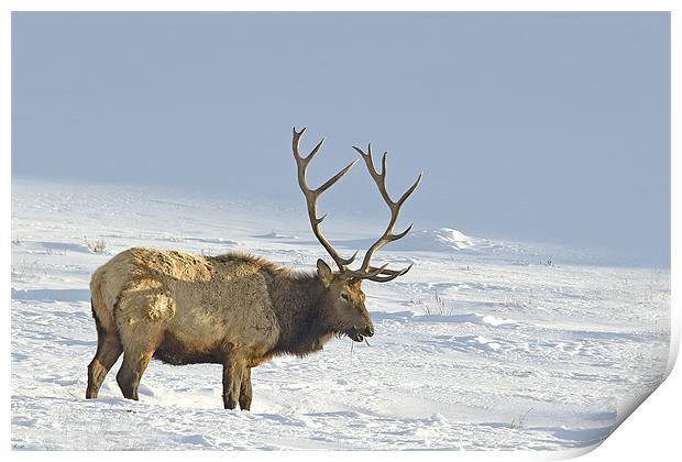 Bull Elk In Snow Print by Gary Beeler