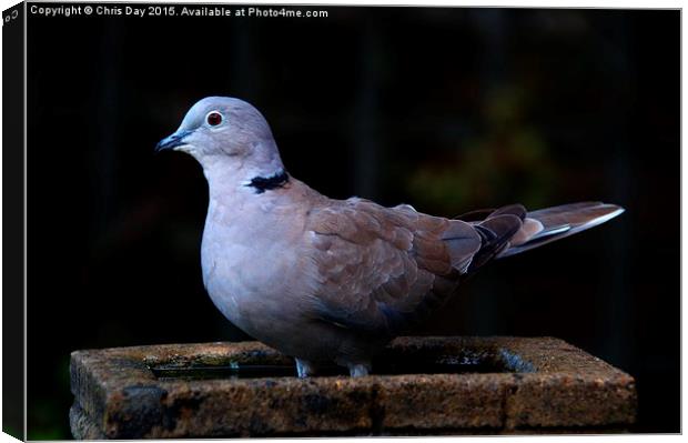 Collared Dove Canvas Print by Chris Day