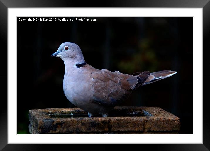 Collared Dove Framed Mounted Print by Chris Day