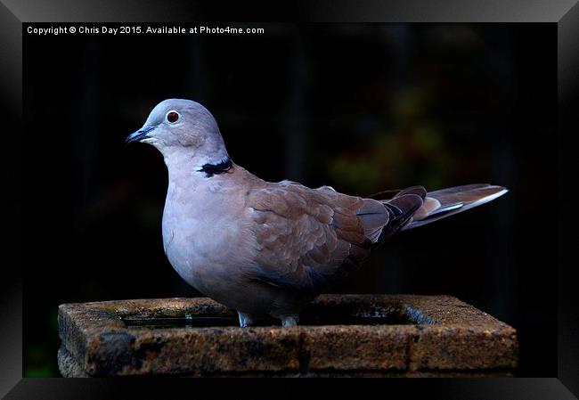 Collared Dove Framed Print by Chris Day