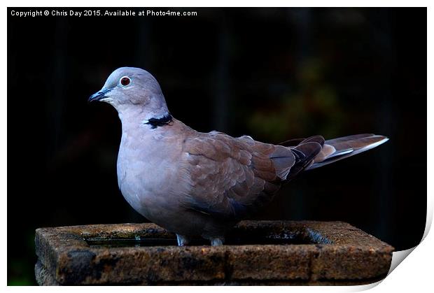 Collared Dove Print by Chris Day