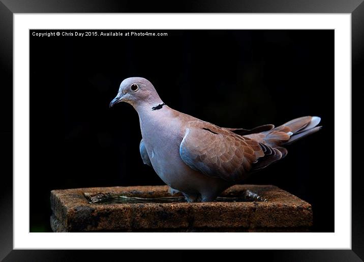 Collared Dove Framed Mounted Print by Chris Day