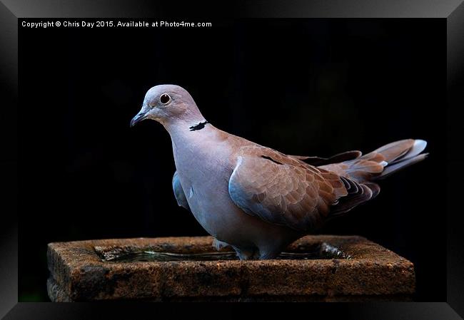 Collared Dove Framed Print by Chris Day