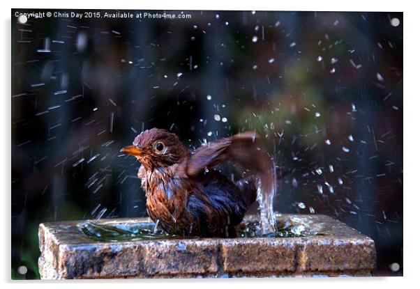 Juvenile Blackbird having a bath Acrylic by Chris Day