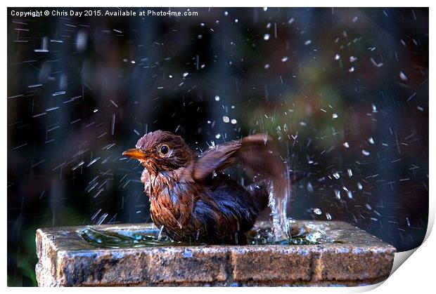 Juvenile Blackbird having a bath Print by Chris Day