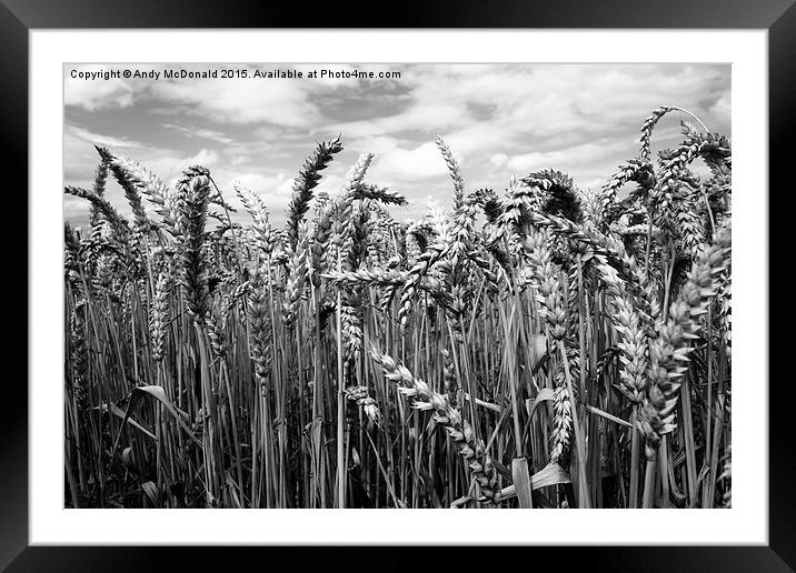  Crop of Wheat Framed Mounted Print by Andy McDonald