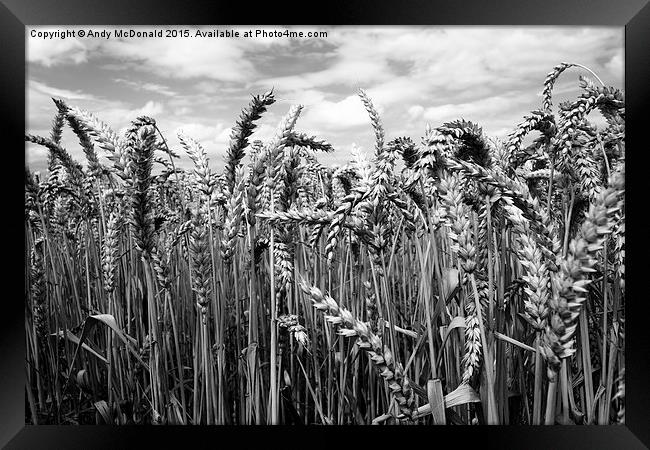  Crop of Wheat Framed Print by Andy McDonald