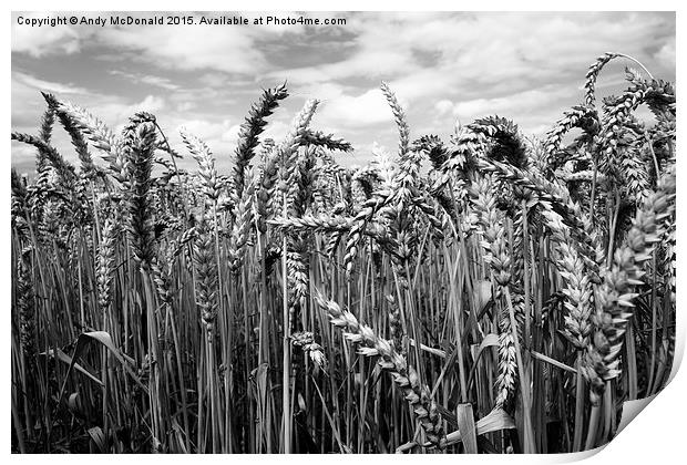  Crop of Wheat Print by Andy McDonald