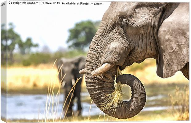 Elephant Eating Grass Canvas Print by Graham Prentice