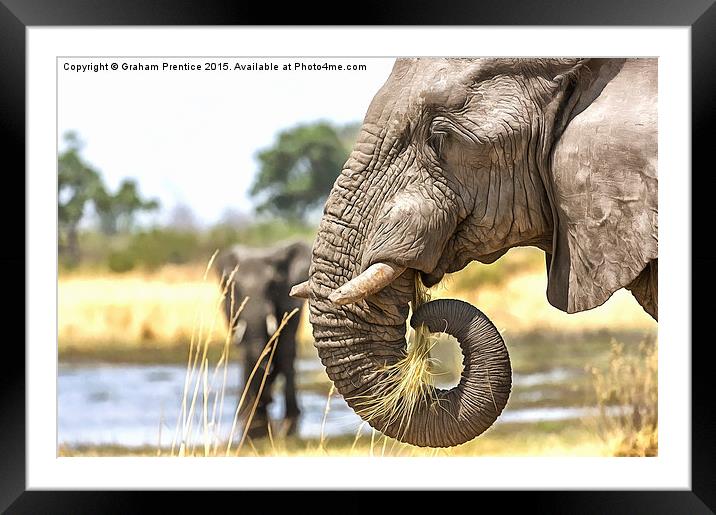 Elephant Eating Grass Framed Mounted Print by Graham Prentice