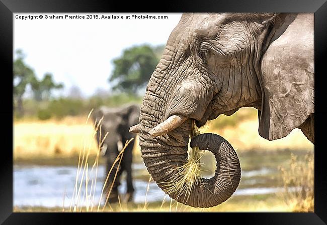 Elephant Eating Grass Framed Print by Graham Prentice