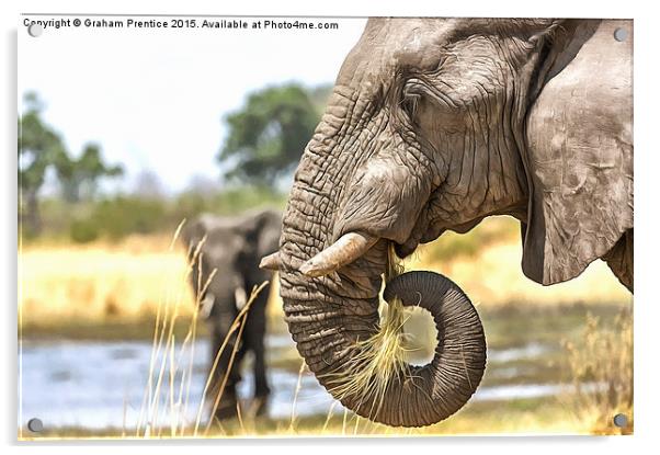 Elephant Eating Grass Acrylic by Graham Prentice